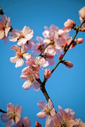 <p>Die Mandelblüte bestimmt in diesen Tagen das Bild an der Bergstraße. Die Blüten leuchten von Weitem und ziehen die Blicke auf sich. Auch Menschen blühen sprichwörtlich auf, wenn alle dafür relevanten Lebensfaktoren gegeben sind.</p>