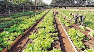 <p>Landwirtschaft inmitten von Plattenbauten: Der Anbau von Nutzpflanzen in Kubas Städten liefert eine Tonne Gemüse im Jahr.</p>