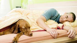 <p>Hunde verbessern die Schlafqualität ihres Herrchens oder Frauchens, wenn sie bei ihm oder ihr im Zimmer schlafen. Das gilt aber nur, wenn die Tiere nicht mit ins Bett dürfen - denn das wiederum beeinträchtigt die Nachtruhe deutlich.</p>