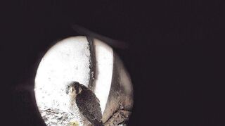 Der Falke gilt seit jeher als erhaben, wild und edel. Wo der Vogel aufhört und der Mythos beginnt, ist allerdings schwer zu sagen. Jetzt erobert das Tier die Großstädte.