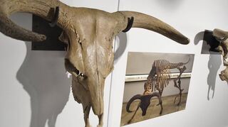 Lorsch, Museumszentrum,Rundgang durch die neue Ausstellung "Der Auerochse", Aufnahmedatum 25.01.2018, Foto: Thomas Zelinger