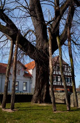 Die alte Linde am Zwingenberger Rathaus, die als Naturdenkmal geschützt, aber geschwächt ist. Sie wird von mehreren Stützen gehalten und so vom Zusammenbrechen abgehalten.