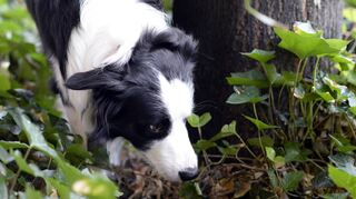 Wenn Hunde wie dieser Border Collie im Freien unterwegs sind, kann es auch gefährlich werden: Immer wieder verenden Tiere an Giftködern. Sollen die Täter zur Rechenschaft gezogen werden, braucht es Beweise. Dann kommt die Forensik ins Spiel.