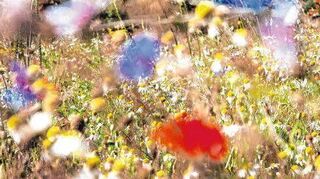 Blick in den Drei-Zonen-Garten von Markus Gastl: Die erste Zone besteht aus Buschwerk und Gehölz, in der zweiten (im Bild) wächst blühende Vielfalt auf magerem Boden. In der dritten Zone gibt’s Gemüse und Obst für den Selbstversorger.