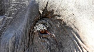 Verehrt und verfolgt: der Elefant in Myanmar. Nur noch 2000 Tiere leben wild in dem asiatischen Land. Die Dickhäuter werden dort wegen ihrer Haut getötet.