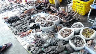 So wird getrocknete Elefantenhaut zum Verkauf angeboten. Hier auf einem Markt in Myanmar.