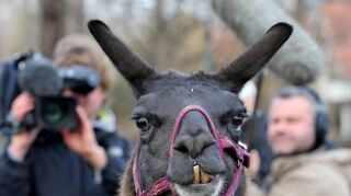 Ein Kamerateam des MDR filmt Lama Horst im Zoo in Leipzig. Die Tier-Doku „Elefant, Tiger & Co.“ sichert dem Fernsehsender ARD schon seit vielen Jahren Quoten.
