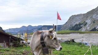 Sind Kühe wie diese in der Schweizer Gemeinde Muotathal künftig ein seltener Anblick? Forscher warnen: Bei einigen Rinderrassen könnte es bald keine horntragenden Kühe mehr geben.