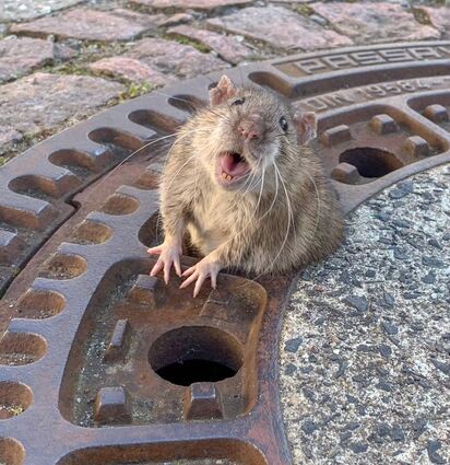 Die Auerbacher Wanderratte vor ihrer Befreiung: Die Aktion am Sonntagnachmittag führte weltweit zu einem großen Medieninteresse.