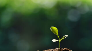 Young plants in the morning light growing out from soil