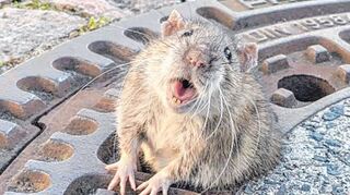 Die Ratte, die in Auerbach in einem Kanaldeckel festhing, machte weit über die Region hinaus Schlagzeilen. Die Tierrettung hatte dem Nager damals wieder zur Freiheit verholfen.