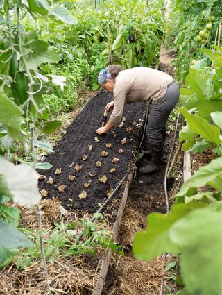 Perrine Hervé-Gruyer, Betreiberin der Farm Bec Hellouin in Frankreich, setzt Salat in ein Beet im Gewächshaus.