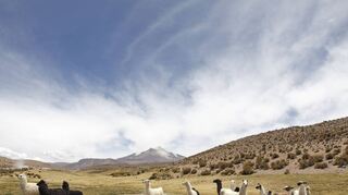 Neugierige Zeitgenossen: Lamas im Nationalpark Las Vicuñas. Sie ernähren sich von Gräsern und Flechten – und manchmal auch von Keksen.