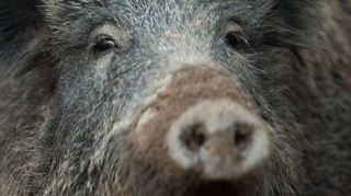 Kein Grund zur Panik in Sachen Wildschweine, sagt auch die Kreisverwaltung.