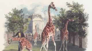 Dieses Aquarell des Österreicher Künstlers Eduard Gurk aus dem Jahr 1828 zeigt die erste Giraffe im Schönbrunner Tiergarten.