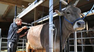 Landwirt Tobias Guggemos schert auf seinem Bauernhof in Rückholz (Bayern) die Swiss-Brown Kuh Granit.