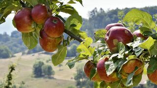 Apfelbäume hoch über dem Lindenfelser Stadtteil Glattbach.
