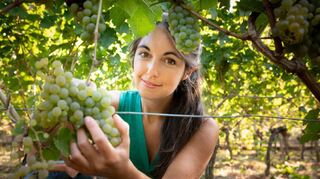 In der Einzellage Bensheimer Paulus wurden am Samstag die Trauben für den Royal Riesling 2.0 der Deutschen Weinprinzessin Carolin Hillenbrand (Bild) gelesen.