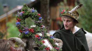 Geschmückt mit Blumenkränzen werden die Kühe bei der Viehscheide nach den Sommermonaten wieder von der Alm geholt – die Tradition hat sich inzwischen vielerorts im Allgäu zum Touristenspektakel entwickelt.
