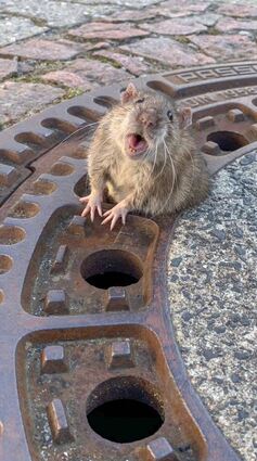 Nicht niedlich: Ratten, die aus dem Kanal und in Häuser gelangen.