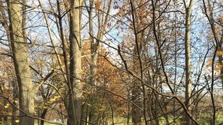 Nach einem Spaziergang in der Natur kann man sich mit herbstlichen Gerichten stärken.