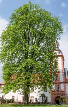 So kennt man die mächtige Rosskastanie vor dem Rodensteiner Hof (links). Pilzbefall setzte dem Baum in den letzten Jahren zu, vergangene Woche musste er gefällt werden.