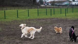 Den Platz zum Spielen in Lorsch genießen auf unserem Bild (v.l.) Golden Retriever Elli, Mischlingshund Lilly und der Labrador-Mischling Malou.