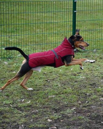 Jagdhund Kenzo, eine Bracke, freut sich über die größere Fläche.