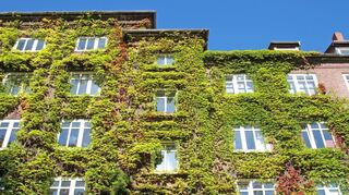 Begrünte Hausfassen können im Sommer für eine Abkühlung in der Stadt sorgen.