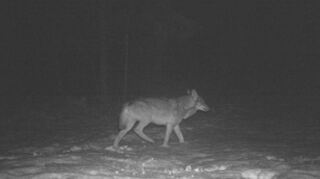 Eine Wildkamera hat kürzlich in Mudau im Neckar-Odenwald-Kreis einen Wolf aufgenommen.