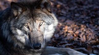 Im Dreiländereck zwischen Hessen, Bayern- und Baden-Württemberg wurde mehrfach ein und derselbe Wolf aus der sogenannten Alpenpopulation nachgewiesen. Bei einem Tier, das kürzlich bei Mudau im badischen Neckar-Odenwald-Kreis gesehen wurde, handelt es sich möglicherweise um dasselbe Tier.