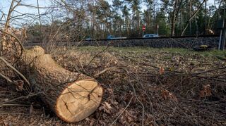 Vereinzelt kann man noch Teile der alten Eichen entdecken, die entlang der Nibelungenbahn gefällt wurden.