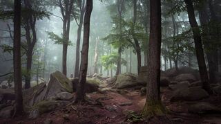 Der Zustand des Felsbergwaldes ist nicht gut. Mitglieder des Naturschutzbundes Seeheim-Jugenheim fordern ein Umdenken bei der Bewirtschaftung.