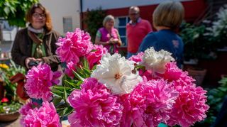 Mehr als 200 Pfingstrosensorten wachsen im Päoniengarten in Lorsch. Für Mitte Mai ist erneut auch eine Verkaufsaktion der beliebten Pflanzenart geplant.