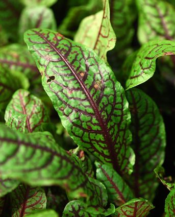 Farbenspiel: Die Adern des Blutampfers (Rumex sanguineus) schimmern dunkelrot durch das Blattgrün.