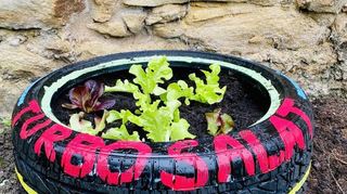 Frisch eingepflanzt: der Salat im bemalten Autoreifen.