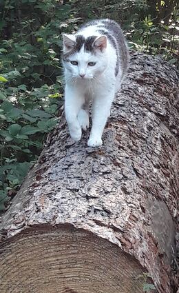 18 Jahre lang lebte die „Schneeweißchen“ getaufte Katze in freier Natur im und am Wildgehege im Jägersburger Wald. Eine Gruppe von Tierfreunden kümmerte sich um ihr Wohlergehen.