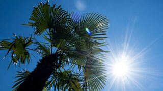 Mein Plan: mit einer Hanfpalme den Sommer zum Bleiben überreden.