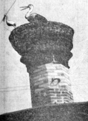 Dieses Foto vom falschen Storch samt Küken erschien am 6. April 1959 im damaligen Bergsträßer Anzeigeblatt.