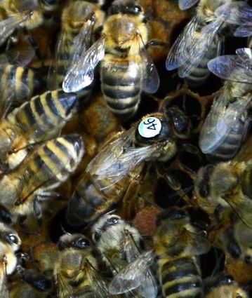 Deutlich größer als die übrigen Bienen ist die Königin (46) in Peter Hornungs Bienenschwarm.