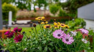Wie man aus einem Schottergarten einen naturnahen Garten gestalten kann, das erklärt Gärtnermeister Thomas Hilsdorf im Herbst in einem Vortrag in Lorsch. Für Lorscher ist das Zuhören kostenfrei.