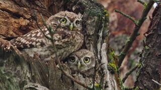 Der „Flugplatzkauz“ des Naturschutzbundes Heppenheim mit einem Jungvogel an seiner Brutröhre.