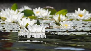 Seerosen – immer wieder ein erfrischender Anblick an Sommertagen.