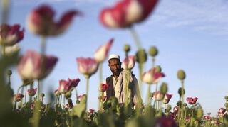 Schlafmohn – die Pflanze, aus der Opium gewonnen wird, könnte wieder das größte Exportgut Afghanistans werden.