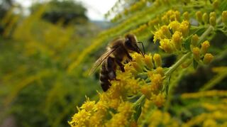 Die klimatischen Bedingungen waren für Bienen und Imker in diesem Frühjahr und Sommer nicht ideal.