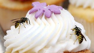 Was für ein leckerer Muffin: Auch Wespen lieben Süßes.