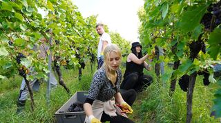Das Team vom Weingut Simon-Bürkle ist seit gut einer Woche täglich im Weinberg. Gestern wurde in der Zwingenberger Lage Alte Burg gelesen.