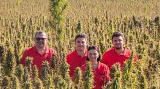 Familie Schweickert inmitten ihres Hanffeldes in Schwanheim (v.l.): Jörg, Christoph, Beate und Marc Schweickert. Mittlerweile wurden die Pflanzen bereits geerntet, aus den Samen wird Speiseöl gewonnen.