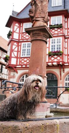 Hund Fiete auf dem Rand des Marktbrunnens in Heppenheim. Im Rathaus dahinter werden die Einnahmen aus der Hundesteuer veranschlagt. 96 Euro müssen Halter in der Kreisstadt für den ersten Hund bezahlen.
