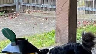 Rettungshündin Kila schnuppert interessiert an der mit Leichengeruch versetzten Box.